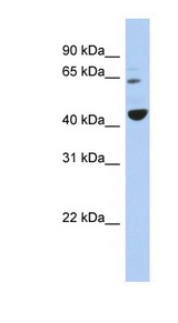TFE3 antibody LS-C109794 Western blot of NCI-H226 cell lysate.