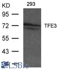 Western blot of extracts from 293 cells using TFE3 antibody.