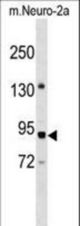 PWP2 Antibody western blot of mouse Neuro-2a cell line lysates (35 ug/lane). The PWP2 antibody detected the PWP2 protein (arrow).