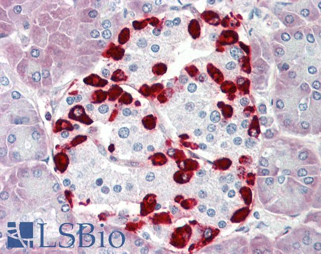 Anti-TFE3 antibody IHC staining of human pancreas. Immunohistochemistry of formalin-fixed, paraffin-embedded tissue after heat-induced antigen retrieval. Antibody LS-B9809 dilution 1:100.