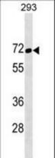 TFE3 Antibody western blot of 293 cell line lysates (35 ug/lane). The TFE3 Antibody detected the TFE3 protein (arrow).