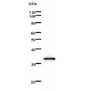 Western blot analysis of immunized recombinant protein, using anti-TFEB monoclonal antibody.