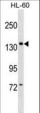 PWP2 Antibody western blot of HL-60 cell line lysates (35 ug/lane). The PWP2 antibody detected the PWP2 protein (arrow).