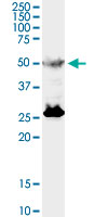 TFEB monoclonal antibody (M01), clone S1. Western Blot analysis of TFEB expression in rat brain.