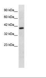 HepG2 Cell Lysate