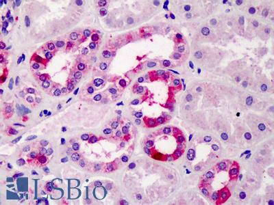 Anti-TFEC antibody IHC of human kidney. Immunohistochemistry of formalin-fixed, paraffin-embedded tissue after heat-induced antigen retrieval. Antibody LS-B2458 concentration 5 ug/ml.