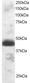 Antibody staining (1 ug/ml) of Human Testis lysate (RIPA buffer, 30 ug total protein per lane). Primary incubated for 1 hour. Detected by Western blot of chemiluminescence.
