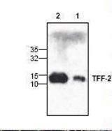 Western blot of SP / TFF2 antibody LS-C48953.