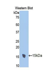 Western blot of recombinant TFF2 / SP.