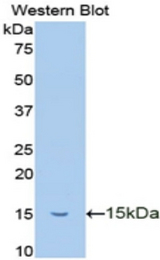 Western blot of recombinant TFF2 / SP.