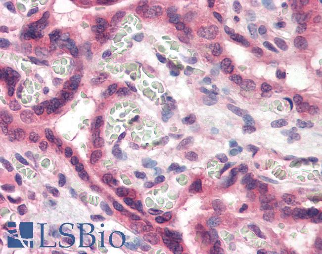 Anti-TFF2 antibody LS-A9841 IHC of human placenta. Immunohistochemistry of formalin-fixed, paraffin-embedded tissue after heat-induced antigen retrieval.