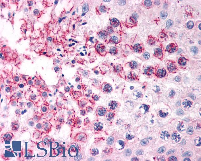 Anti-TFF2 antibody LS-A9840 IHC of human testis. Immunohistochemistry of formalin-fixed, paraffin-embedded tissue after heat-induced antigen retrieval.