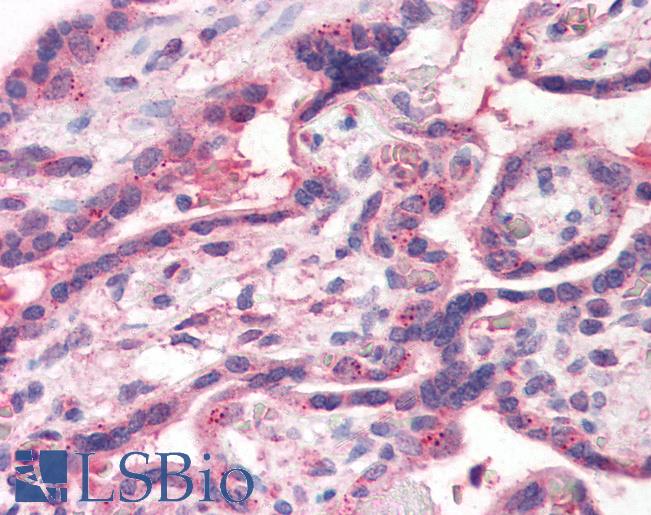 Anti-TFF2 antibody LS-A9840 IHC of human placenta. Immunohistochemistry of formalin-fixed, paraffin-embedded tissue after heat-induced antigen retrieval.