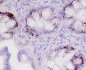 TFF3 in Human Colon. TFF3 was detected in immersion fixed paraffin-embedded sections of human colon using 25 ug/ml Human TFF3 Monoclonal Antibody overnight at 4°C. Tissue was stained with Anti-Mouse HRP-DAB (brown) and counterstained with hematoxylin (blue). Specific labeling was localized to the cytoplasm of goblet cells.