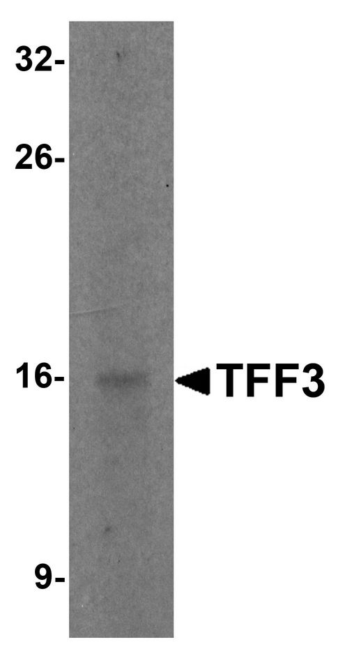 Western blot analysis of TFF3 in rat small intestine tissue lysate with TFF3 antibody at 2 ug/ml.