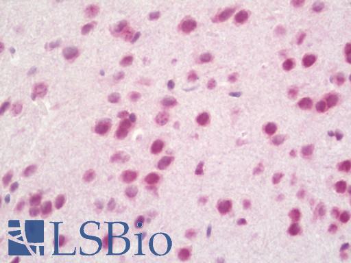 Mouse Brain, Cortex: Formalin-Fixed, Paraffin-Embedded (FFPE)