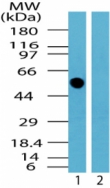 Western blot of human TFG protein in human brain lysate in the 1) absence and 2) presence of immunizing peptide using antibody at 0.5 ug/ml.