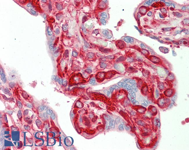 Anti-TFG antibody IHC staining of human placenta. Immunohistochemistry of formalin-fixed, paraffin-embedded tissue after heat-induced antigen retrieval.