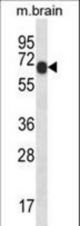 Mouse Pxk Antibody western blot of mouse brain tissue lysates (35 ug/lane). The Pxk antibody detected the Pxk protein (arrow).