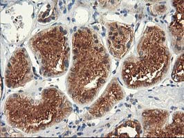 IHC of paraffin-embedded Human Kidney tissue using anti-TFG mouse monoclonal antibody.