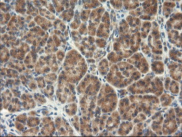 IHC of paraffin-embedded Human pancreas tissue using anti-TFG mouse monoclonal antibody.
