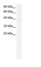 HepG2 Cell Lysate
