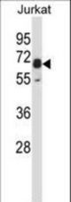 Mouse Pxk Antibody western blot of Jurkat cell line lysates (35 ug/lane). The Pxk antibody detected the Pxk protein (arrow).