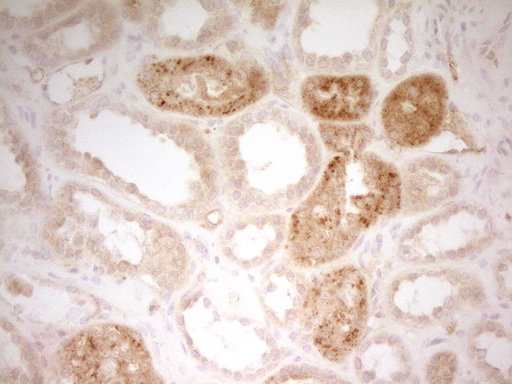 IHC of paraffin-embedded Human Kidney tissue using anti-TFPI mouse monoclonal antibody. (Heat-induced epitope retrieval by 1 mM EDTA in 10mM Tris, pH8.5, 120°C for 3min).