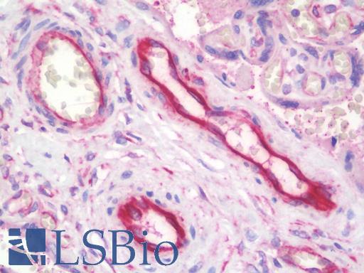 Anti-TFPI / LACI antibody IHC staining of human placenta, endothelium. Immunohistochemistry of formalin-fixed, paraffin-embedded tissue after heat-induced antigen retrieval. Antibody LS-B10121 concentration 10 ug/ml.