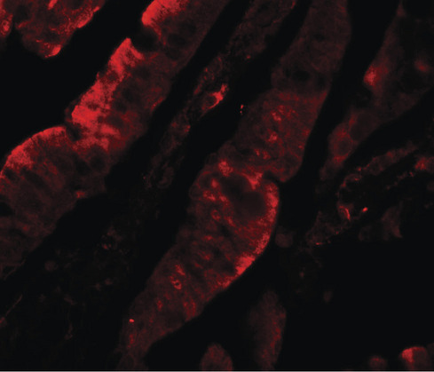 Immunofluorescence of TFPI in rat small intestine tissue with TFPI antibody at 20 ug/ml.