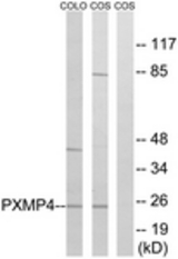 Western blot of extracts from COS7/COLO cells, using PXMP4 Antibody. The lane on the right was incubated with synthetic peptide.
