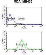 TFPT Antibody flow cytometry of MDA-MB435 cells (bottom histogram) compared to a negative control cell (top histogram). FITC-conjugated goat-anti-rabbit secondary antibodies were used for the analysis.