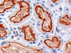 Antibody (3 ug/ml) staining of paraffin embedded Human Kidney. Microwaved antigen retrieval with Tris/EDTA buffer pH9, HRP-staining.