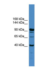 IFT88 antibody LS-B6897 Western blot of Jurkat lysate.