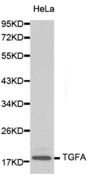 Western blot analysis of HeLa cell lysate using TGFA antibody.