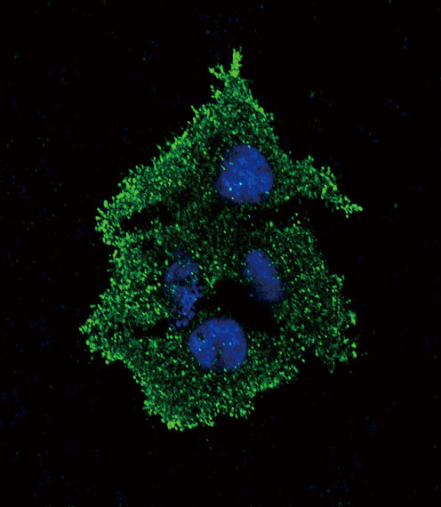 Confocal immunofluorescent of TGFB1 Antibody with HepG2 cell followed by Alexa Fluor 488-conjugated goat anti-rabbit lgG (green). DAPI was used to stain the cell nuclear (blue).