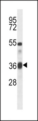 TGFB1 Antibody western blot of mouse heart tissue lysates (35 ug/lane). The TGFB1 antibody detected the TGFB1 protein (arrow).