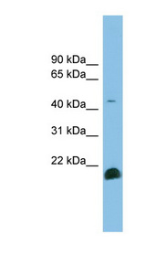 TGFB2 antibody LS-C116302 Western blot of NCI-H226 cell lysate.