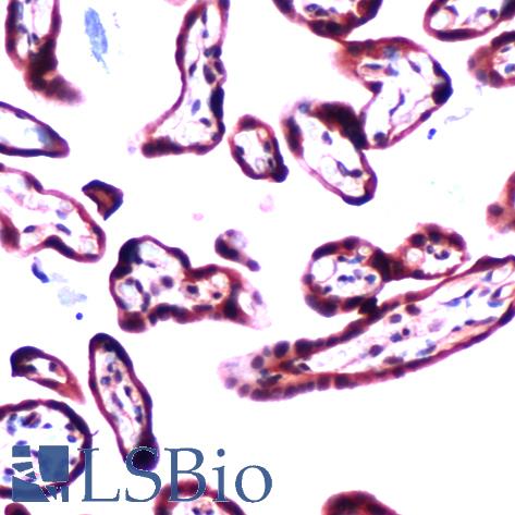 Immunohistochemistry of Human Placenta stained with anti-Transforming Growth Factor beta2 (TGFb2) antibody