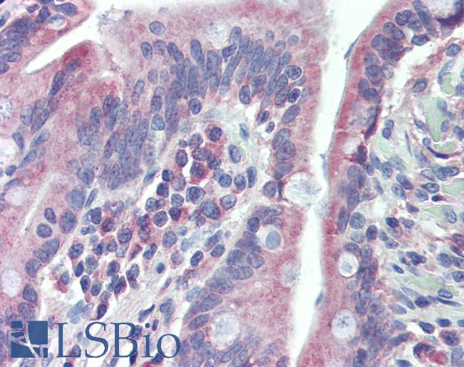 Anti-TGFB3 antibody IHC of human small intestine. Immunohistochemistry of formalin-fixed, paraffin-embedded tissue after heat-induced antigen retrieval. Antibody LS-B4036 concentration 5 ug/ml.