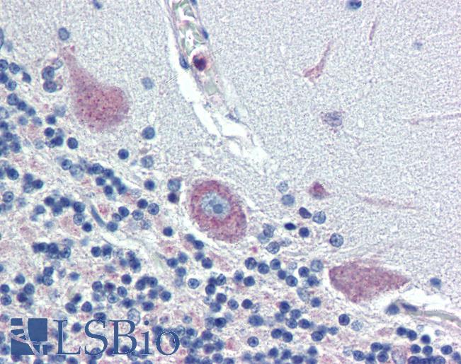 Anti-TGFB3 antibody IHC of human brain, cerebellum. Immunohistochemistry of formalin-fixed, paraffin-embedded tissue after heat-induced antigen retrieval. Antibody LS-B4036 concentration 5 ug/ml.