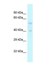 TGFB3 antibody LS-C145599 Western blot of Rat Liver lysate. Antibody concentration 1 ug/ml.