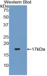 Western blot of recombinant TGFB3.
