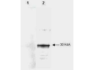 Mab anti-Human LEFTY antibody (clone 7C5G1H6H10) is shown to detect by western blot partially purified recombinant 6X His tagged human LEFTY. Detection occurs after 1.0 ug of protein is loaded in each lane. The blot was incubated with a 1:2000 dilution of Mab anti-Human LEFTY at room temperature for 30 min followed by detection using IRDye800 labeled Goat-a-Mouse IgG [H&L] (610-132-121) diluted 1:1000. Lane 1 contains an unrelated 6X His tagged protein and shows that the antibody does not recognize the epitope tag. Lane 2 contains partially purified recombinant human LEFTY. The antibody may be used to detect endogenous human LEFTY. IRDye800 fluorescence image was captured using the Odyssey Infrared Imaging System developed by LI-COR. IRDye is a trademark of LI-COR, Inc. Other detection systems will yield similar results.