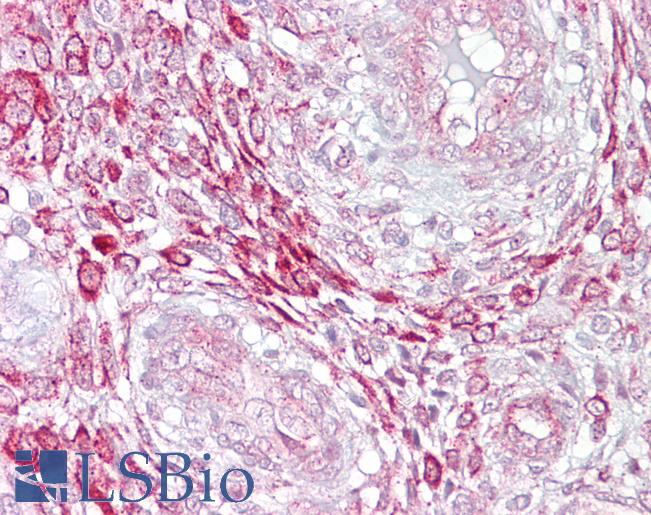 Anti-LEFTY2 antibody IHC of human uterus. Immunohistochemistry of formalin-fixed, paraffin-embedded tissue after heat-induced antigen retrieval. Antibody LS-B6826 concentration 5 ug/ml.