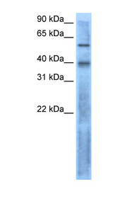 LEFTY2 antibody LS-B6826 Western blot of RPMI 8226 cell lysate.