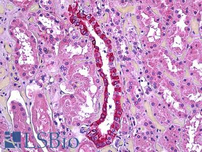 Anti-TGFBI antibody IHC of human kidney, renal duct. Immunohistochemistry of formalin-fixed, paraffin-embedded tissue after heat-induced antigen retrieval. Antibody LS-B5942 concentration 3.75 ug/ml.