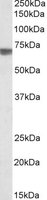 TGFBI antibody (0.3 ug/ml) staining of Human Kidney lysate (35 ug protein/ml in RIPA buffer). Primary incubation was 1 hour. Detected by chemiluminescence.