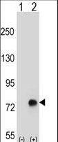 Western blot of TGFBI (arrow) using rabbit polyclonal TGFBI Antibody. 293 cell lysates (2 ug/lane) either nontransfected (Lane 1) or transiently transfected (Lane 2) with the TGFBI gene.