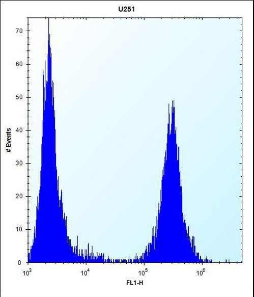 TGFBI Antibody flow cytometry of U251 cells (right histogram) compared to a negative control cell (left histogram). FITC-conjugated goat-anti-rabbit secondary antibodies were used for the analysis.